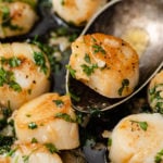 close-up image of a scallop scooped by a spoon from a pan of lemon garlic scallops