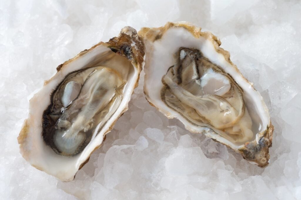 Oysters on ice.