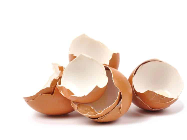 Macro eggshells on white