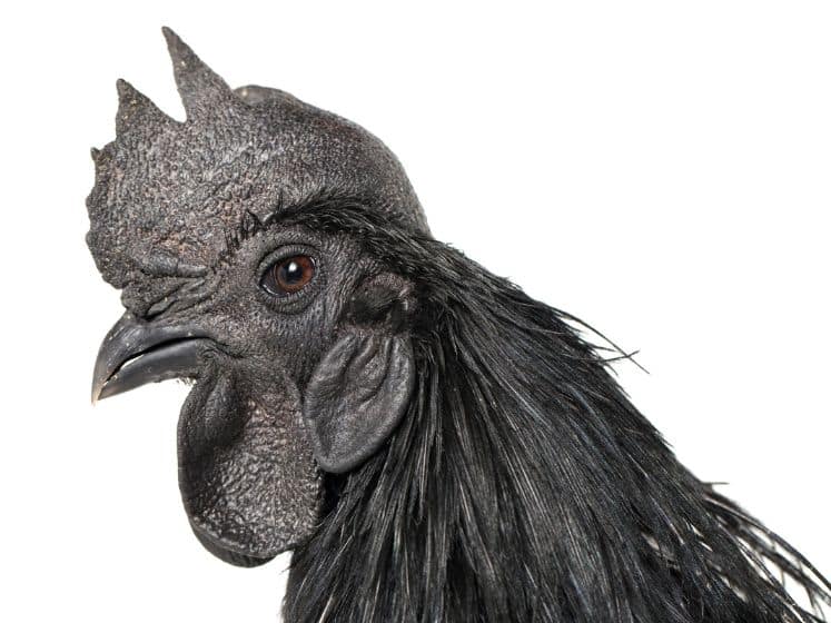 Black Rooster Ayam Cemani Chicken isolated on white background