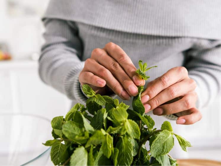 Someone picking pieces of fresh herbs off a bunch.