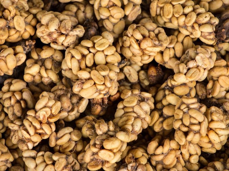 Kopi Luwak Coffee close up