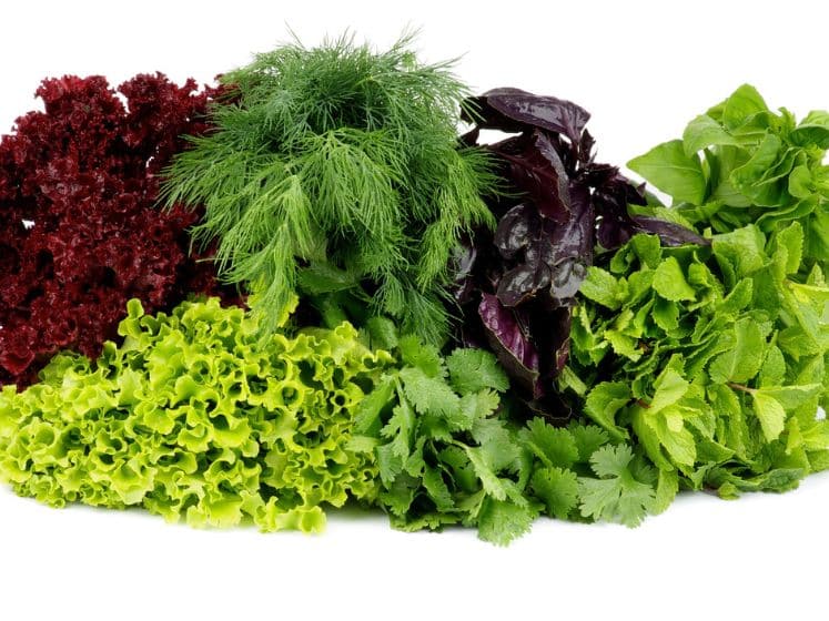 A variety of leafy greens.