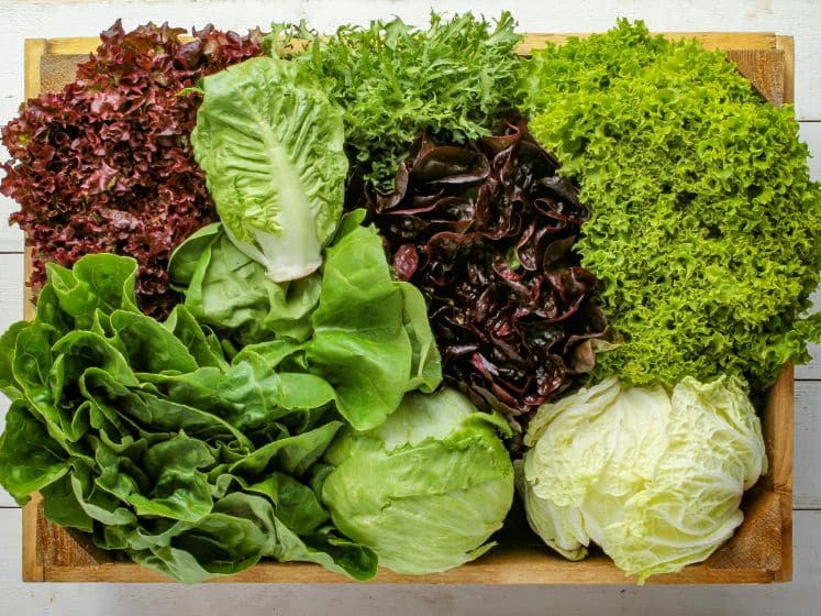 Overhead shot of a variety of lettuce.