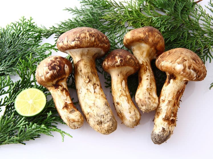 Close up view of raw matsutake mushrooms