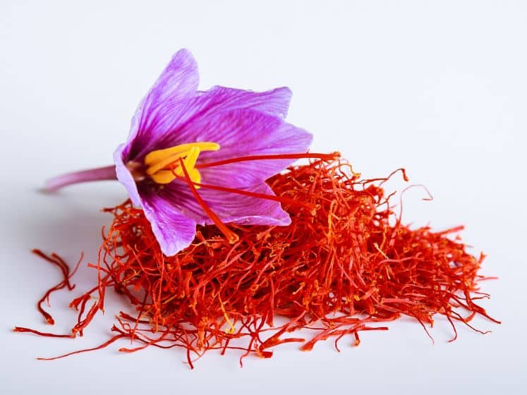 Fresh saffron flower on a pile of saffron threads