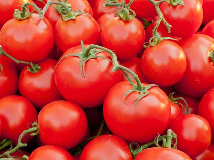 Red tomatoes on the vine.