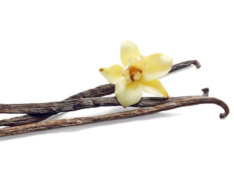 Vanilla sticks and flower on white background