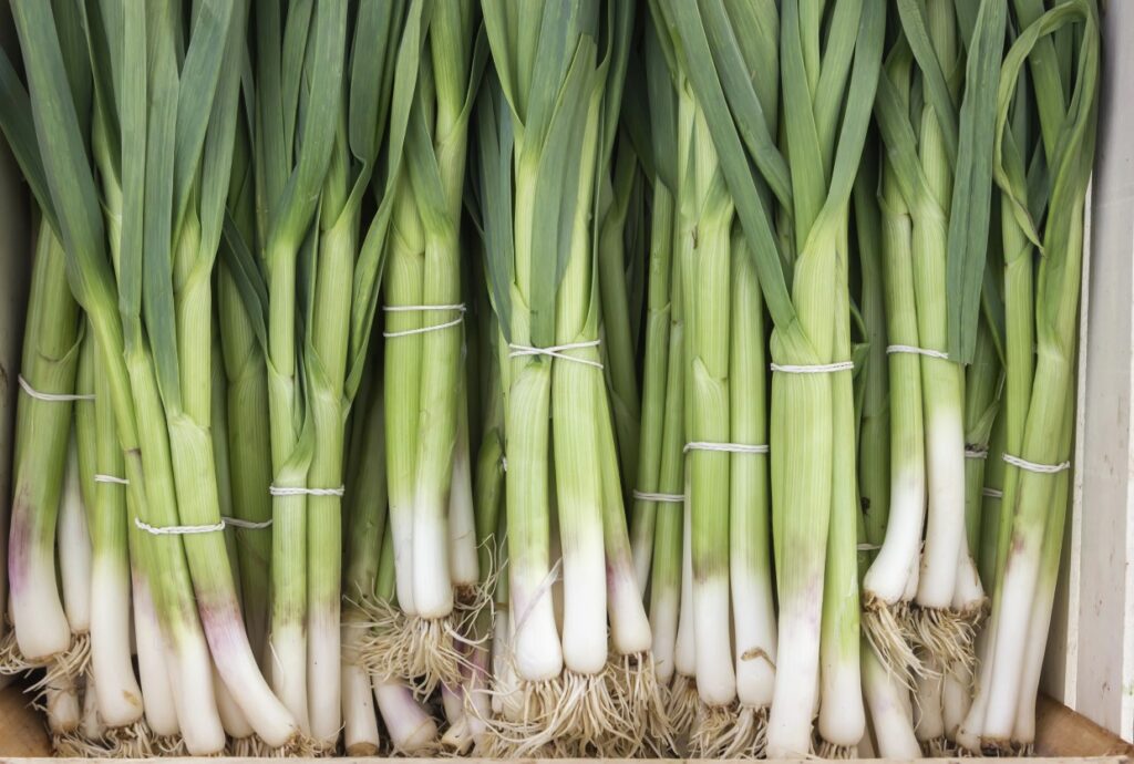 A bunch of fresh leeks with long green leaves and white stalks, tied into bundles with string, laid vertically in a wooden crate.