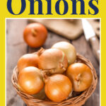 A basket filled with unpeeled onions sits on a wooden surface. The image has a yellow background, and text reads "how to store Onions" at the top and "REALBALANCED.COM" at the bottom.